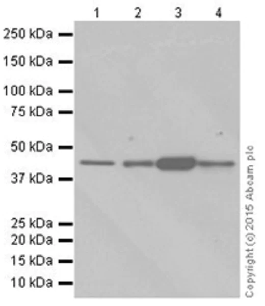 Western blot - Anti-KAT1 / HAT1 antibody [EPR18661] - BSA and Azide free (AB251166)