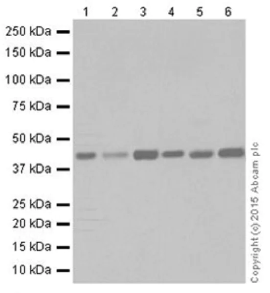 Western blot - Anti-KAT1 / HAT1 antibody [EPR18661] - BSA and Azide free (AB251166)