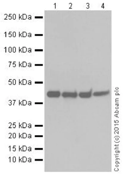 Western blot - Anti-KAT1 / HAT1 antibody [EPR18661] - BSA and Azide free (AB251166)