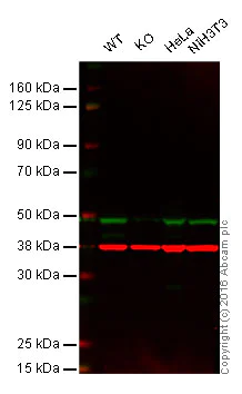 Western blot - Anti-KAT1 / HAT1 antibody [EPR18661] - BSA and Azide free (AB251166)