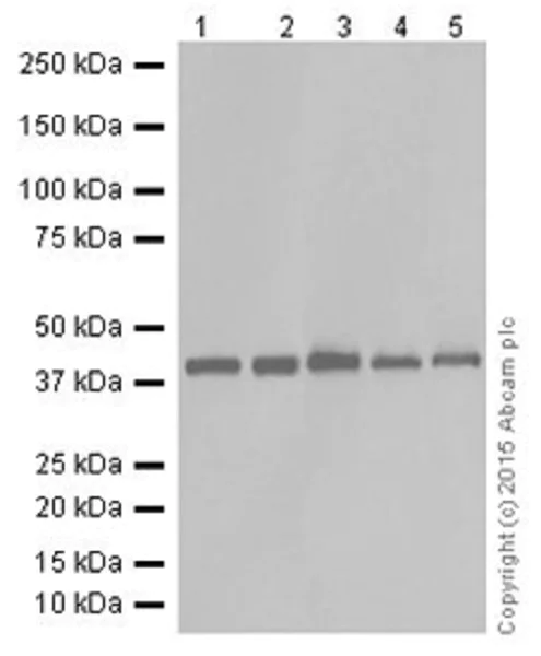 Western blot - Anti-KAT1 / HAT1 antibody [EPR18661] - BSA and Azide free (AB251166)