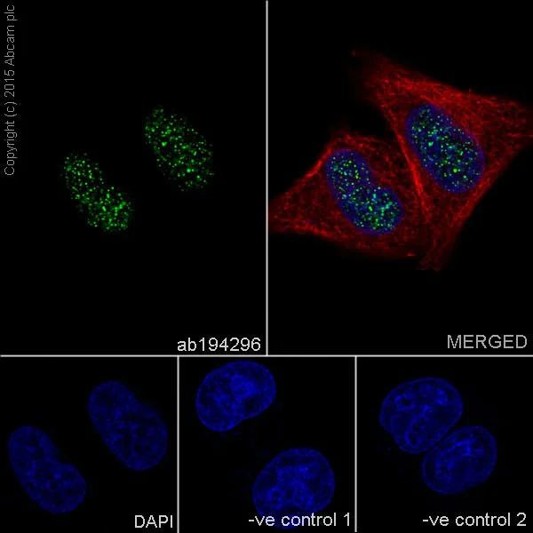 Immunocytochemistry/ Immunofluorescence - Anti-KAT1 / HAT1 antibody [EPR18775] - BSA and Azide free (AB251185)