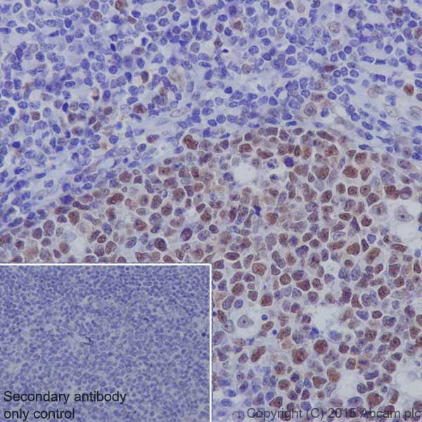 Immunohistochemistry (Formalin/PFA-fixed paraffin-embedded sections) - Anti-KAT1 / HAT1 antibody [EPR18775] - BSA and Azide free (AB251185)