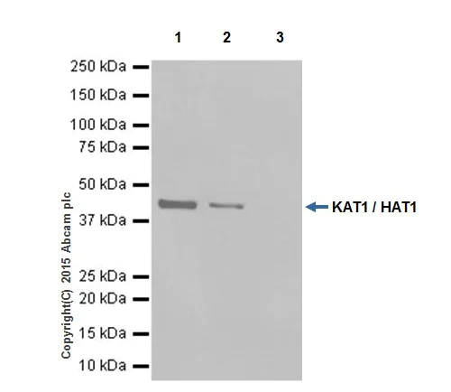 Immunoprecipitation - Anti-KAT1 / HAT1 antibody [EPR18775] - BSA and Azide free (AB251185)