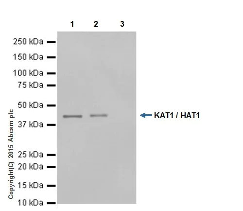 Immunoprecipitation - Anti-KAT1 / HAT1 antibody [EPR18775] - BSA and Azide free (AB251185)