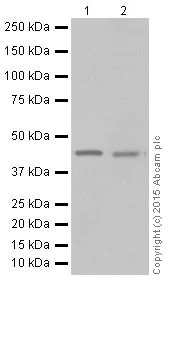 Western blot - Anti-KAT1 / HAT1 antibody [EPR18775] - BSA and Azide free (AB251185)