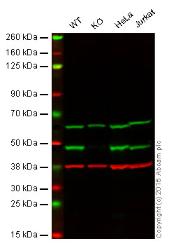 Western blot - Anti-KAT1 / HAT1 antibody [EPR18775] - BSA and Azide free (AB251185)