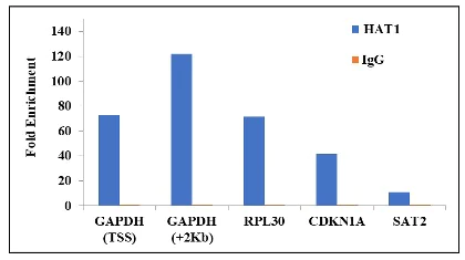 ChIP - Anti-KAT1 / HAT1 antibody [RP23040271] - ChIP Grade (AB308104)