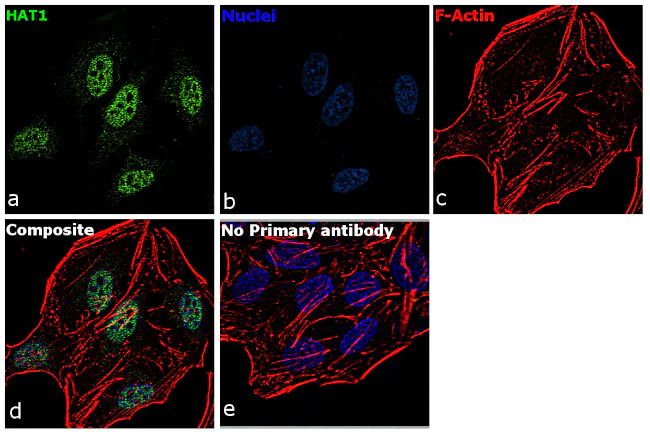 Immunocytochemistry/ Immunofluorescence - Anti-KAT1 / HAT1 antibody [RP23040271] - ChIP Grade (AB308104)
