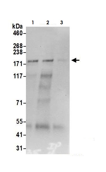 Immunoprecipitation - Anti-KAT13A / SRC1 antibody (AB10308)