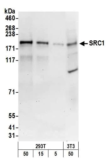 Western blot - Anti-KAT13A / SRC1 antibody (AB10308)