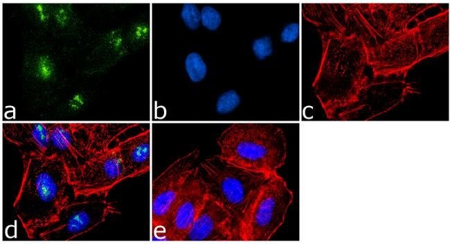 Immunocytochemistry/ Immunofluorescence - Anti-KAT13A / SRC1 antibody (AB2859)