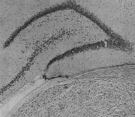 Immunohistochemistry (Frozen sections) - Anti-KAT13A / SRC1 antibody (AB2859)