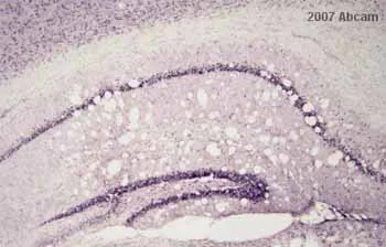 Immunohistochemistry (Frozen sections) - Anti-KAT13A / SRC1 antibody (AB2859)