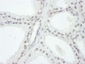 Immunohistochemistry (Formalin/PFA-fixed paraffin-embedded sections) - Anti-KAT13A / SRC1 antibody (AB5407)