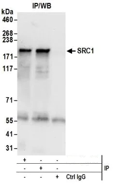 Immunoprecipitation - Anti-KAT13A / SRC1 antibody (AB5407)