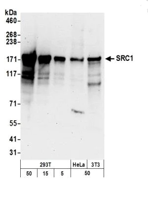 Western blot - Anti-KAT13A / SRC1 antibody (AB5407)
