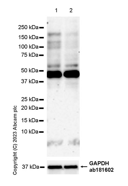 Western blot - Anti-KAT13A / SRC1 antibody [EPR25219-158] - BSA and Azide free (AB313617), expandable thumbnail