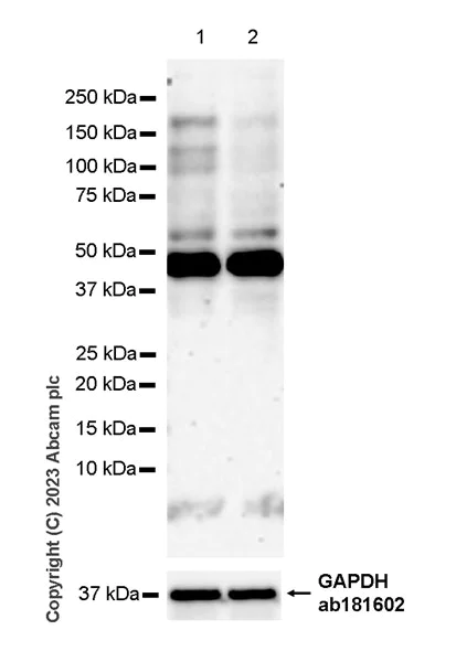 Western blot - Anti-KAT13A / SRC1 antibody [EPR25219-158] - BSA and Azide free (AB313617)