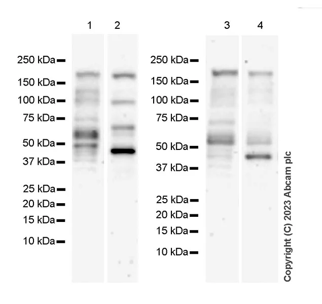 Western blot - Anti-KAT13A / SRC1 antibody [EPR25219-158] - BSA and Azide free (AB313617)