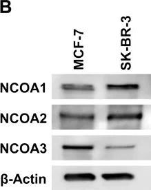 Western blot - Anti-KAT13C / NCOA2 antibody (AB10491)