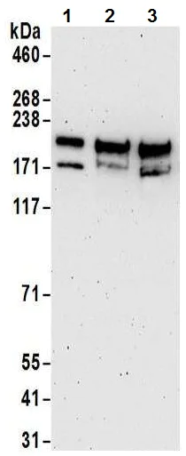 Western blot - Anti-KAT13C / NCOA2 antibody (AB10508)