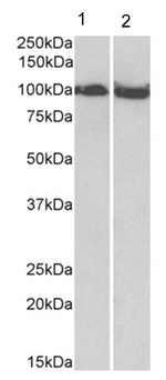 Western blot - Anti-KAT13D / CLOCK antibody (AB178525)