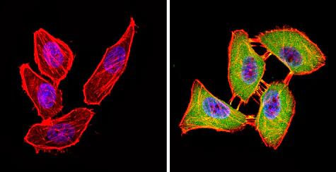 Immunocytochemistry/ Immunofluorescence - Anti-KAT13D / CLOCK antibody (AB3517)
