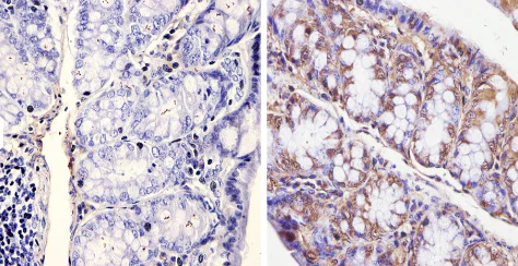 Immunohistochemistry (Formalin/PFA-fixed paraffin-embedded sections) - Anti-KAT13D / CLOCK antibody (AB3517)
