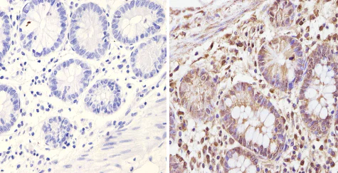 Immunohistochemistry (Formalin/PFA-fixed paraffin-embedded sections) - Anti-KAT13D / CLOCK antibody (AB3517)