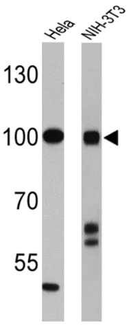 Western blot - Anti-KAT13D / CLOCK antibody (AB3517)