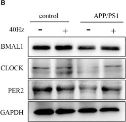 Western blot - Anti-KAT13D / CLOCK antibody (AB3517)