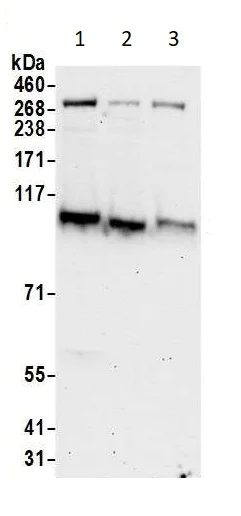 Western blot - Anti-KAT13D / CLOCK antibody (AB93804)