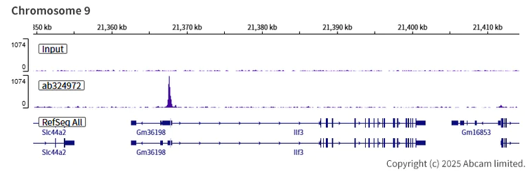 ChIP-sequencing - Anti-KAT13D / CLOCK antibody [EPR29791-544] (AB324972)