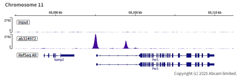 ChIP-sequencing - Anti-KAT13D / CLOCK antibody [EPR29791-544] (AB324972)