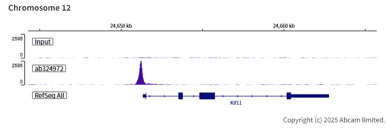 ChIP-sequencing - Anti-KAT13D / CLOCK antibody [EPR29791-544] (AB324972)