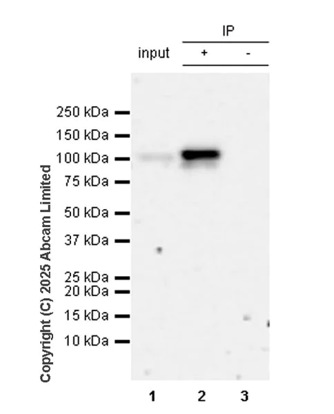 Immunoprecipitation - Anti-KAT13D / CLOCK antibody [EPR29791-544] (AB324972)