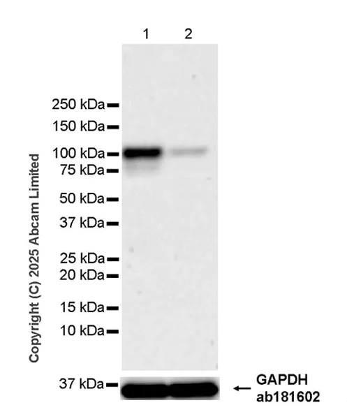 Western blot - Anti-KAT13D / CLOCK antibody [EPR29791-544] (AB324972)