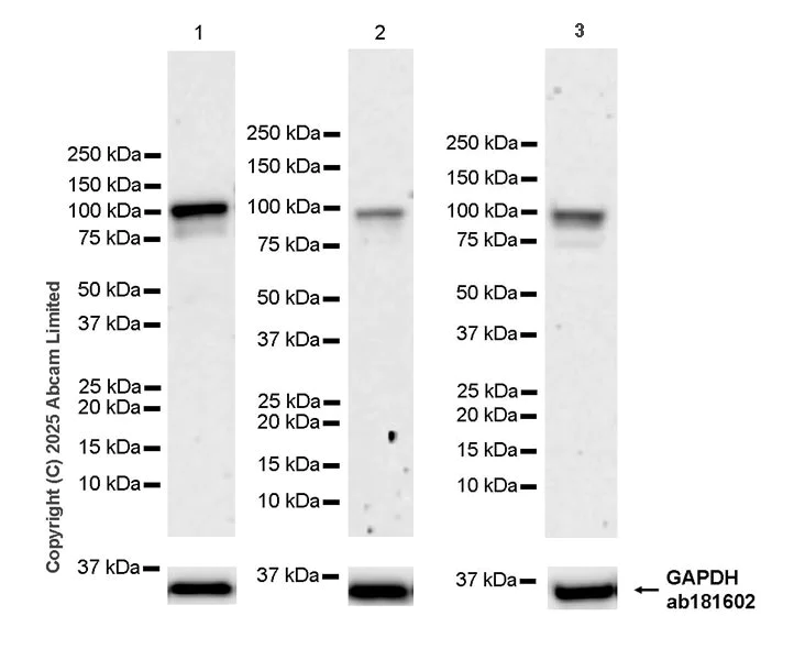 Western blot - Anti-KAT13D / CLOCK antibody [EPR29791-544] (AB324972)