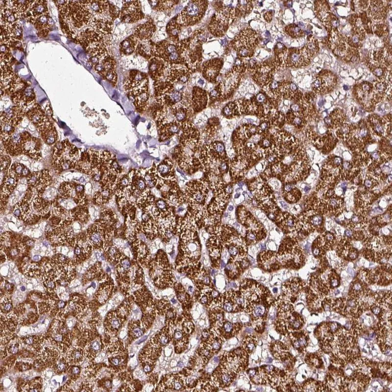 Immunohistochemistry (Formalin/PFA-fixed paraffin-embedded sections) - Anti-KAT2/AadAT antibody (AB254661)