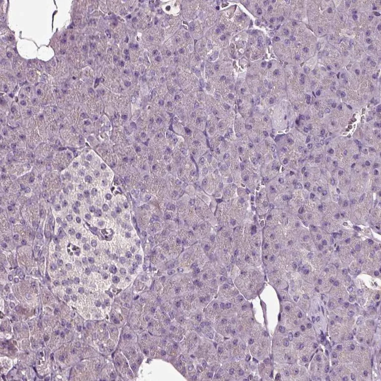 Immunohistochemistry (Formalin/PFA-fixed paraffin-embedded sections) - Anti-KAT2/AadAT antibody (AB254661)