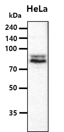 Western blot - Anti-KAT2A / GCN5 antibody [AT3G13] (AB208097)
