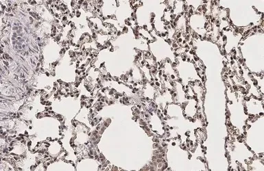 Immunohistochemistry (Formalin/PFA-fixed paraffin-embedded sections) - Anti-KAT2A / GCN5 antibody - C-terminal (AB153903)