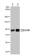 Western blot - Anti-KAT2A / GCN5 antibody - C-terminal (AB153903)