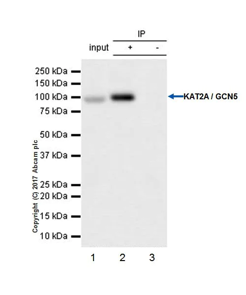 Immunoprecipitation - Anti-KAT2A / GCN5 antibody [EPR21146] - BSA and Azide free (AB231075)
