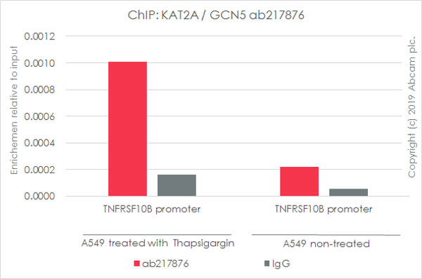 ChIP - Anti-KAT2A / GCN5 antibody [EPR21146] - ChIP Grade (AB217876), expandable thumbnail