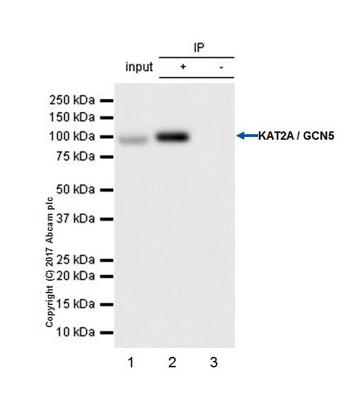 Immunoprecipitation - Anti-KAT2A / GCN5 antibody [EPR21146] - ChIP Grade (AB217876), expandable thumbnail