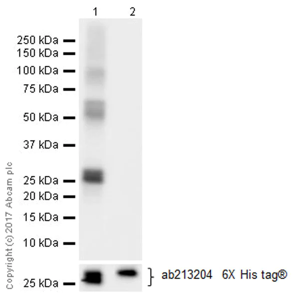 Western blot - Anti-KAT2A / GCN5 antibody [EPR21146] - ChIP Grade (AB217876)