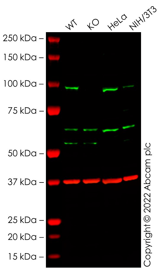 Western blot - Anti-KAT2A / GCN5 antibody [EPR21146] - ChIP Grade (ab217876), expandable thumbnail
