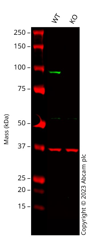 Western blot - Anti-KAT2A / GCN5 antibody [EPR21146] - ChIP Grade (ab217876), expandable thumbnail
